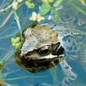 frog image